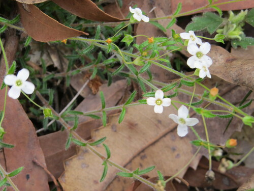 Mitrasacme polymorpha (Mitrasacme polymorpha)
