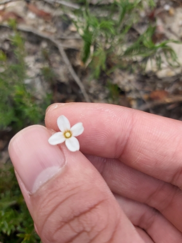 Mitrasacme polymorpha (Mitrasacme polymorpha)