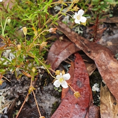 Mitrasacme polymorpha (Mitrasacme polymorpha)