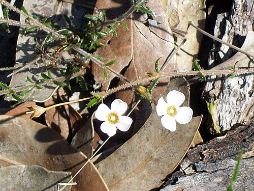 Mitrasacme polymorpha: Bairne Track, Ku-ring-gai Chase National Park, Australia. probably Mitrasacme polymorpha