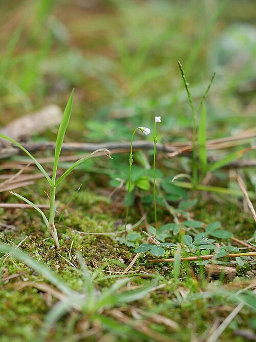 Mitrasacme pygmaea: 2019/10/06 福岡県福岡市:Hukuoka City, Hukuoka Pref. Japan