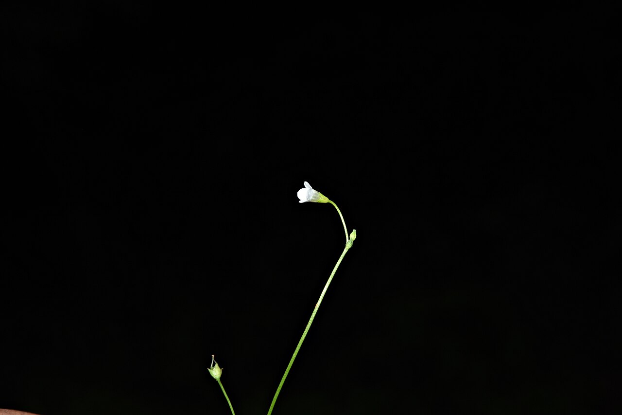 Mitrasacme pygmaea: Mitrasacme pygmaea at Neeliyarkottam. It is a member of Loganiaceae family. This small, hirsute herb has white campanulate flowers. Fruits resembles the head ge