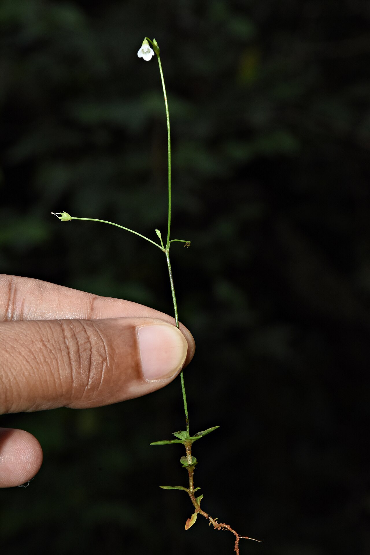 Mitrasacme pygmaea: Mitrasacme pygmaea at Neeliyarkottam. It is a member of Loganiaceae family. This small, hirsute herb has white campanulate flowers. Fruits resembles the head ge