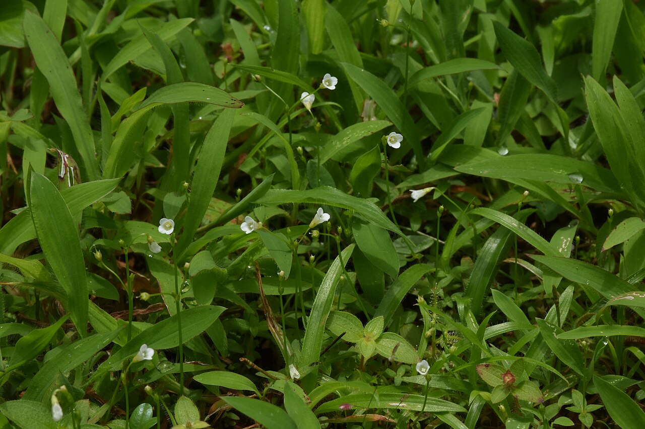 Mitrasacme pygmaea: Mitrasacme pygmaea at Neeliyarkottam. It is a member of Loganiaceae family. This small, hirsute herb has white campanulate flowers. Fruits resembles the head ge