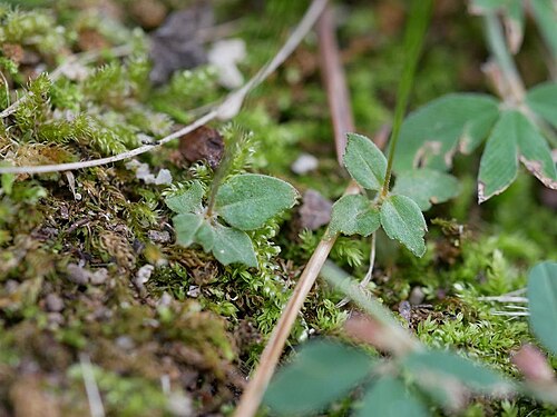 Mitrasacme pygmaea: 2019/10/06 福岡県福岡市:Hukuoka City, Hukuoka Pref. Japan