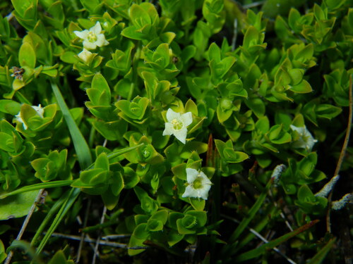 Mitrasacme serpyllifolia (Mitrasacme serpyllifolia)