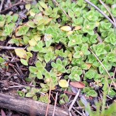 Mitrasacme serpyllifolia (Mitrasacme serpyllifolia)
