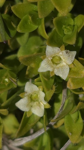 Mitrasacme serpyllifolia (Mitrasacme serpyllifolia)