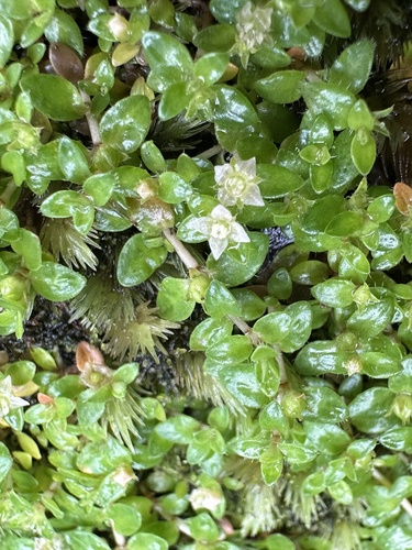 Mitrasacme serpyllifolia (Mitrasacme serpyllifolia)