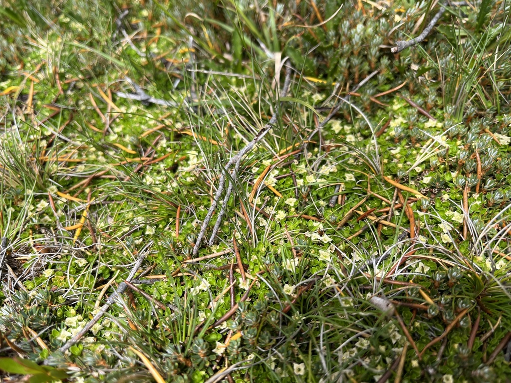 Mitrasacme serpyllifolia (Mitrasacme serpyllifolia)