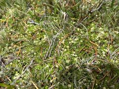 Mitrasacme serpyllifolia (Mitrasacme serpyllifolia)
