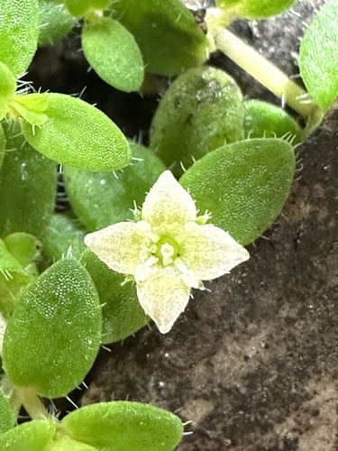 Mitrasacme serpyllifolia (Mitrasacme serpyllifolia)