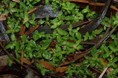 Mitrasacme serpyllifolia (Mitrasacme serpyllifolia)