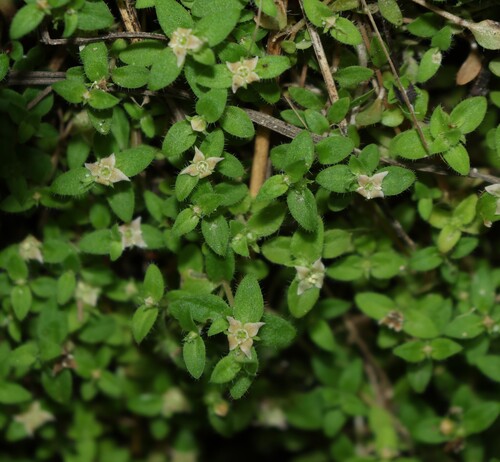 Mitrasacme serpyllifolia (Mitrasacme serpyllifolia)