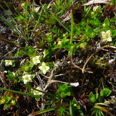 Mitrasacme serpyllifolia (Mitrasacme serpyllifolia)