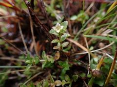 Mitrasacme serpyllifolia (Mitrasacme serpyllifolia)