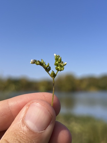 Lax hornpod (Mitreola petiolata)