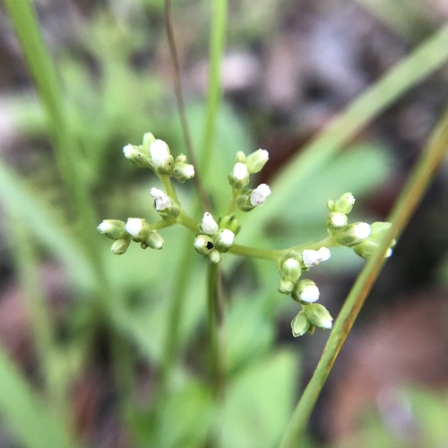 Lax hornpod (Mitreola petiolata)
