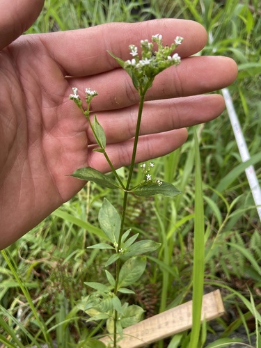 Lax hornpod (Mitreola petiolata)