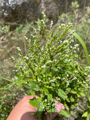 Lax hornpod (Mitreola petiolata)