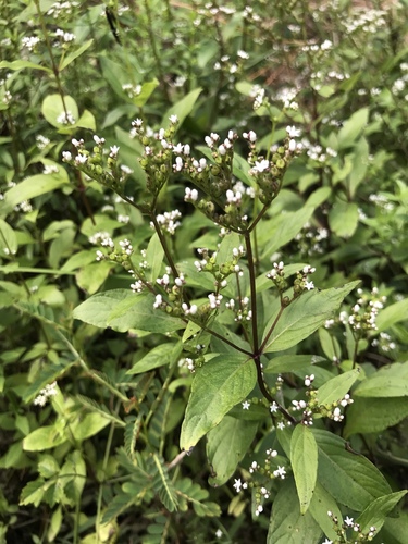 Lax hornpod (Mitreola petiolata)