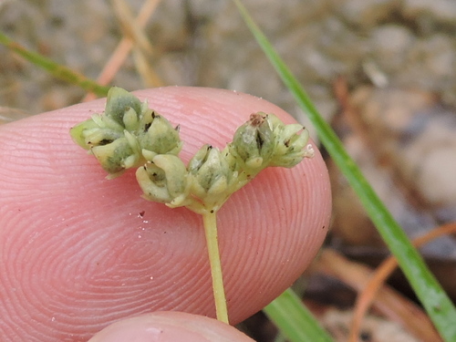 Lax hornpod (Mitreola petiolata)