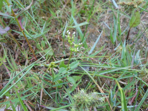 Lax hornpod (Mitreola petiolata)