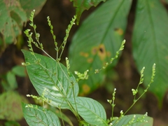 Lax hornpod (Mitreola petiolata)