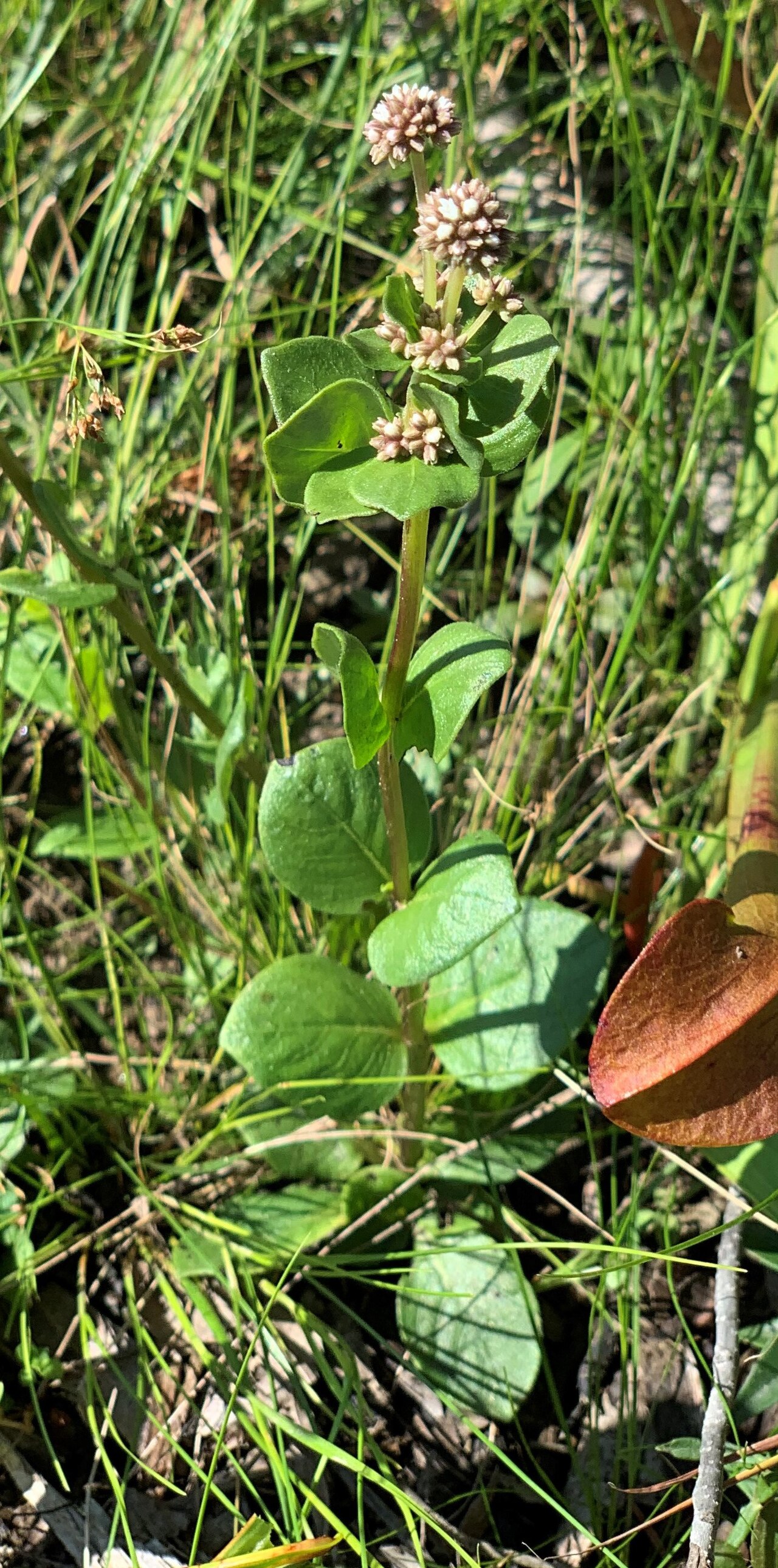 Swamp hornpod: Mitreola sessilifolia