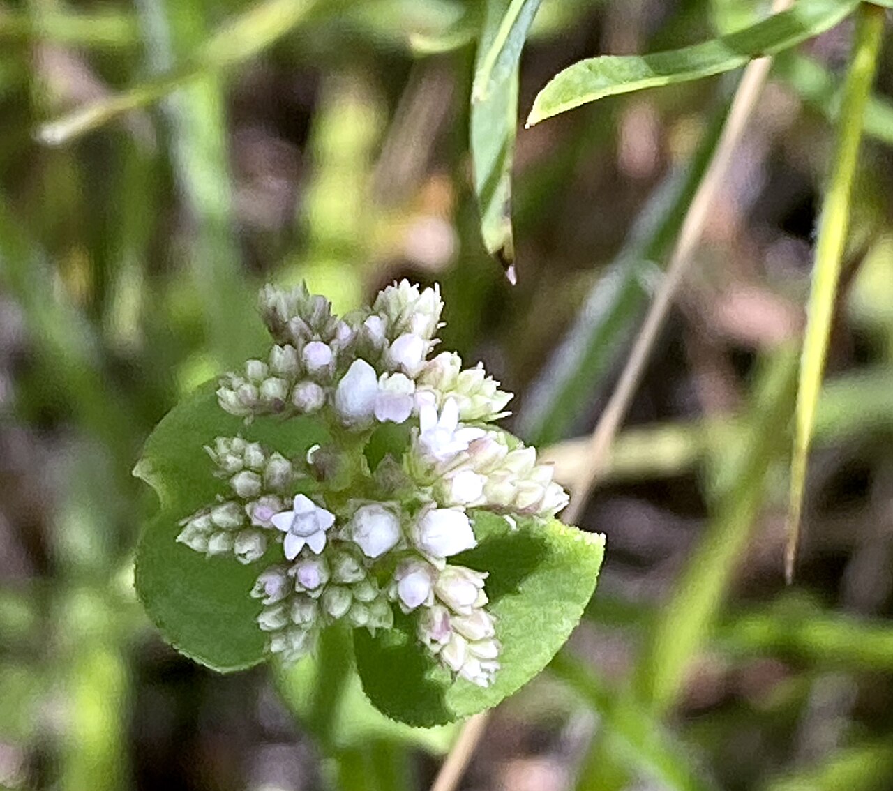 Swamp hornpod: Swamp hornpod, Gus Engeling WMA, Anderson County, July 2021