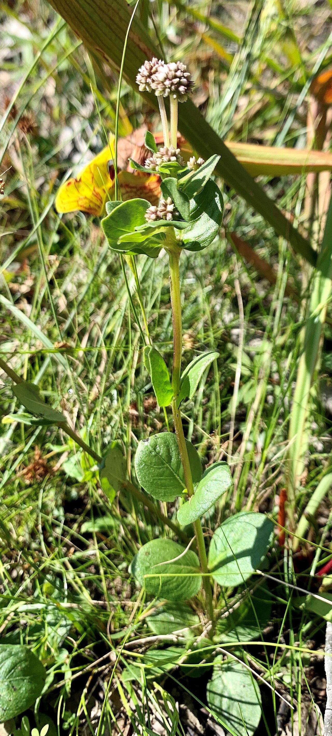 Swamp hornpod: Mitreola sessilifolia