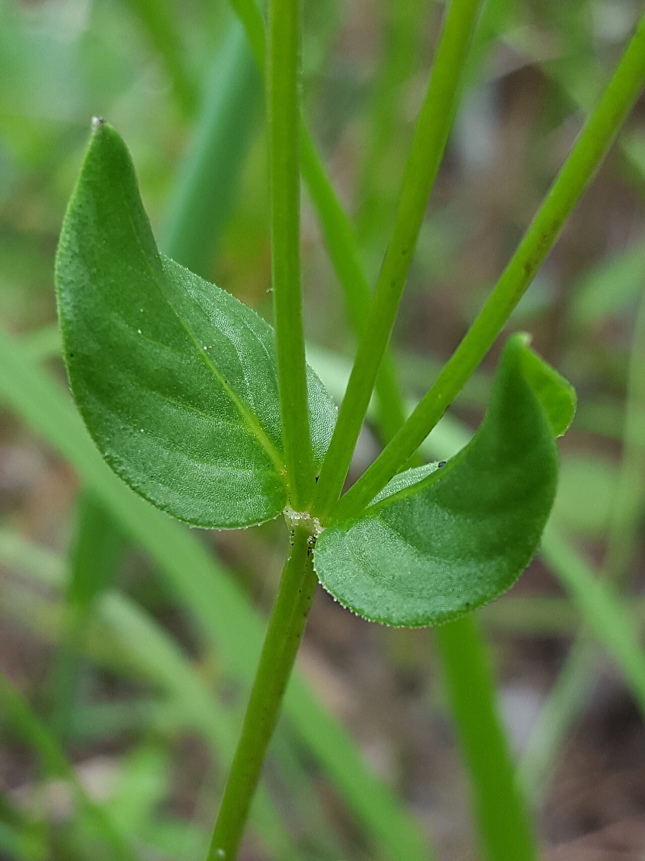 Swamp hornpod: Wand hornpod ( Mitreola sessilifolia ) in the United States