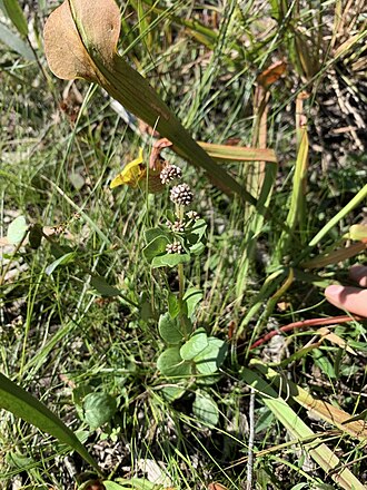 Swamp hornpod: Mitreola sessilifolia plant species