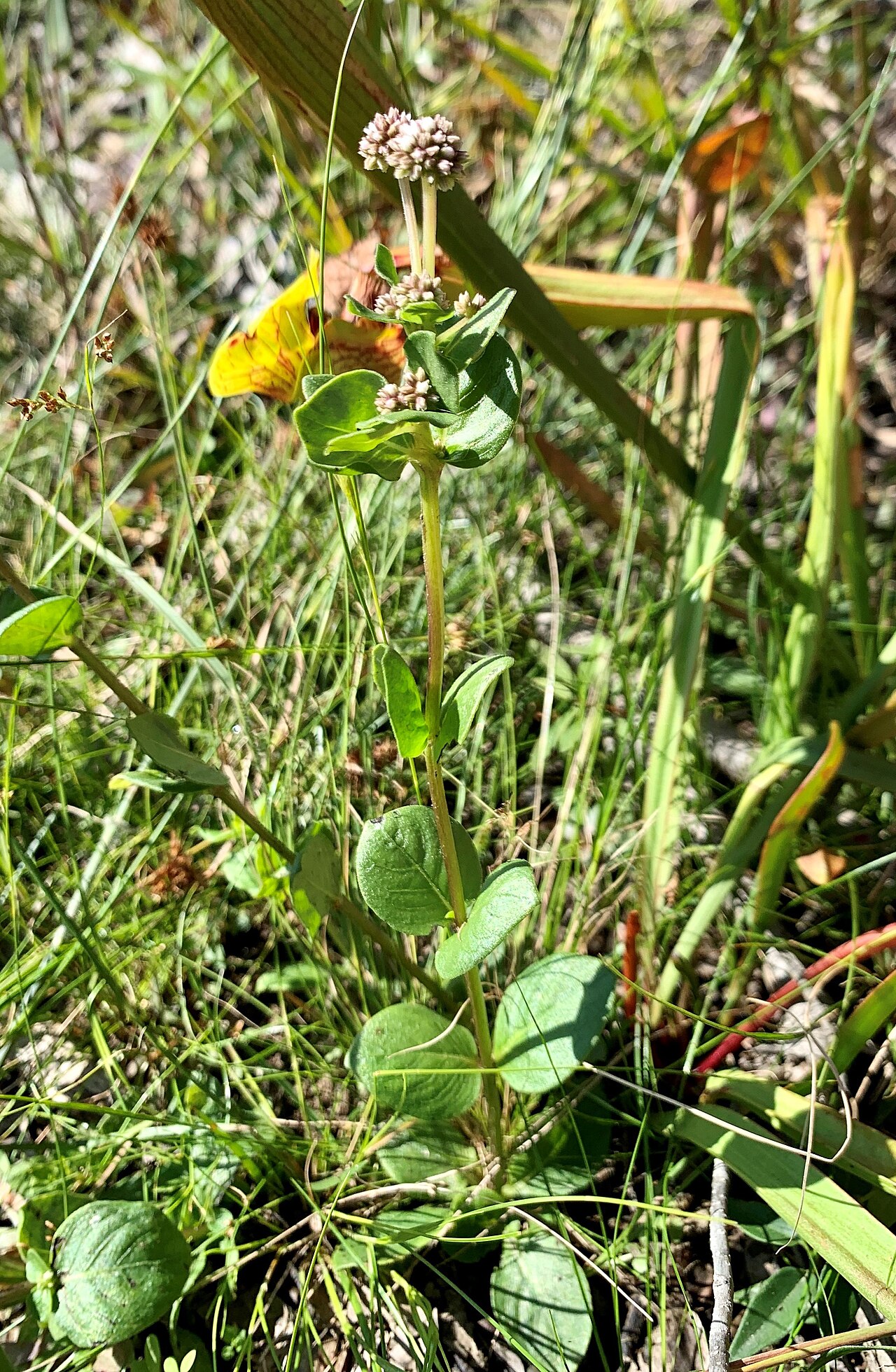 Swamp hornpod: Mitreola sessilifolia