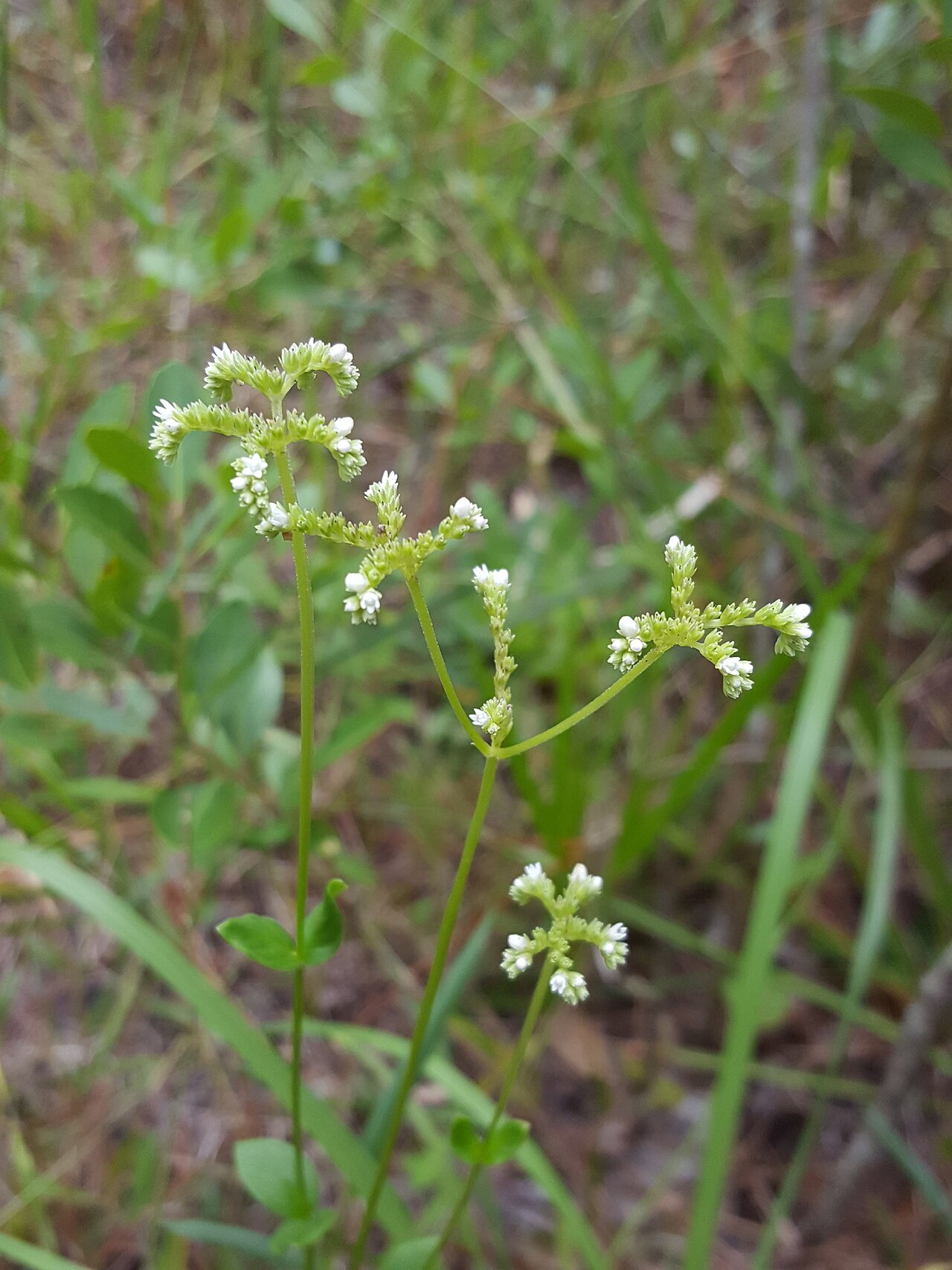 Swamp hornpod: Wand hornpod ( Mitreola sessilifolia ) in the United States