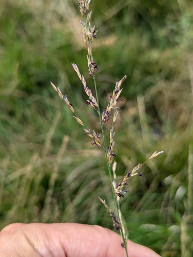 Purple moorgrass (Molinia caerulea)