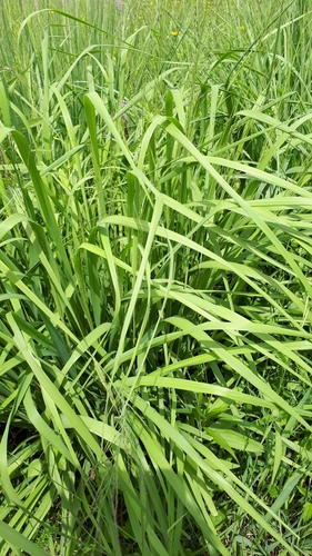 Purple moorgrass (Molinia caerulea)