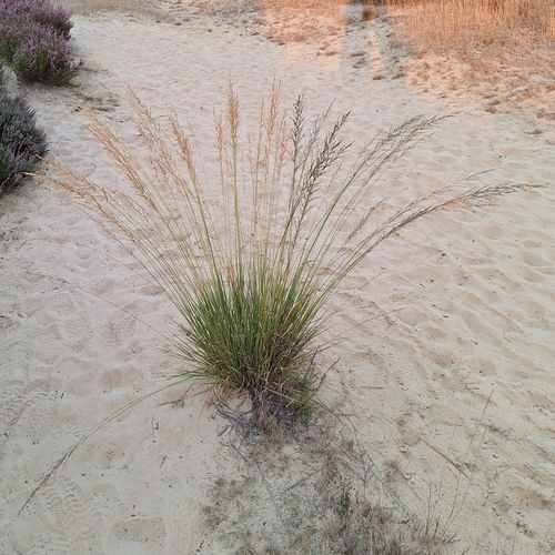 Purple moorgrass (Molinia caerulea)