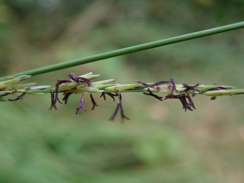 Purple moorgrass (Molinia caerulea)