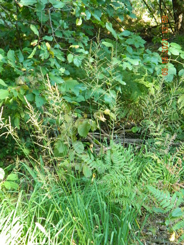 Purple moorgrass (Molinia caerulea)
