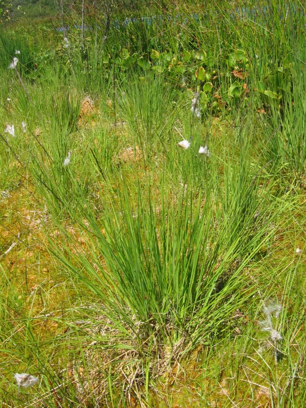 Purple moorgrass: Gewöhnliches Pfeifengras