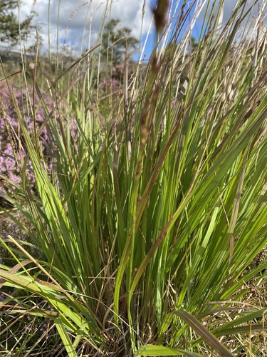 Purple moorgrass (Molinia caerulea)