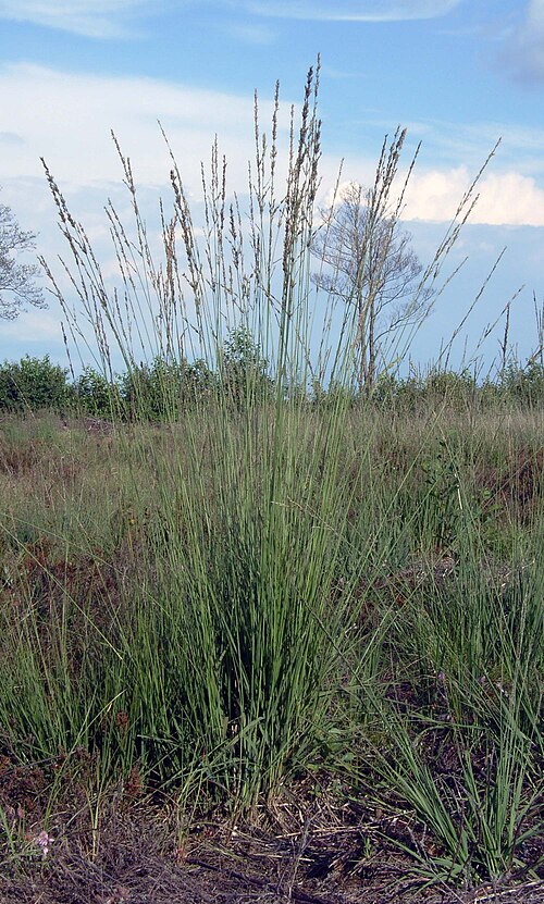 Purple moorgrass: Blaues Pfeifengras ( Molinia caerulea ), Höhe ca. 1,20 Meter, Moorstandort, Nordwestdeutschland