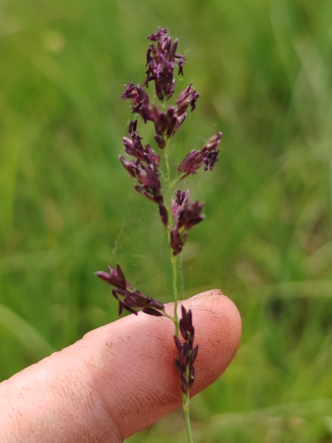 Purple moorgrass (Molinia caerulea)