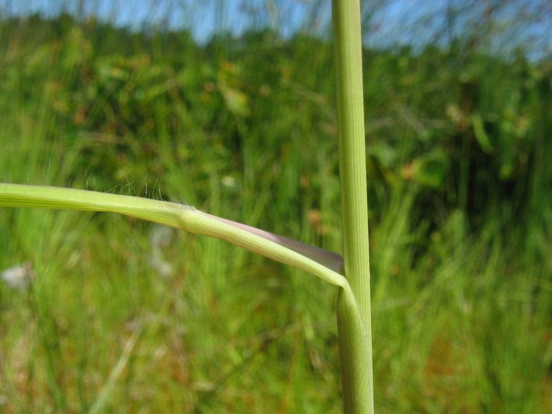 Purple moorgrass: Gewöhnliches Pfeifengras ( Molinia caerulea ), Blatt