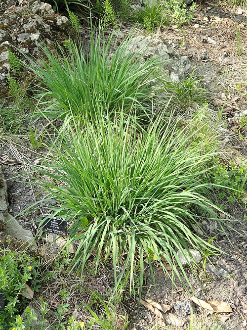 Purple moorgrass: Molinia caerulea specimen in the Botanischer Garten Freiburg, Freiburg im Breisgau, Baden-Württemberg, Germany.