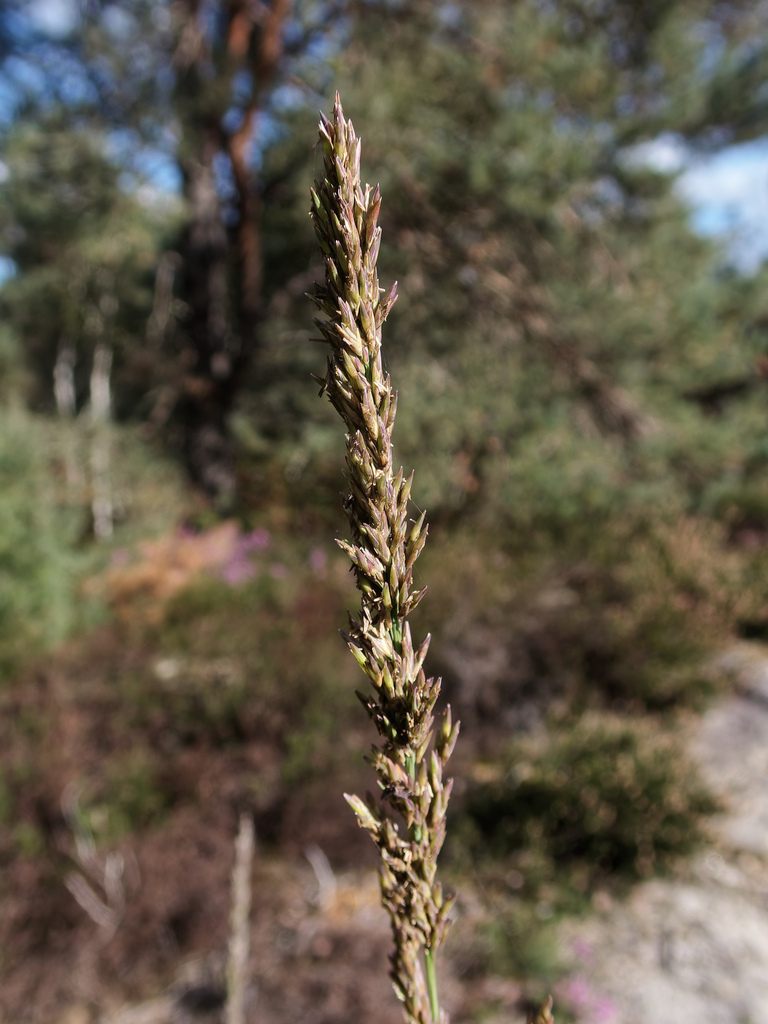 Purple moorgrass (Molinia caerulea)