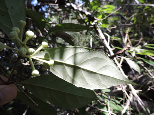 Mollinedia uleana (Mollinedia uleana)