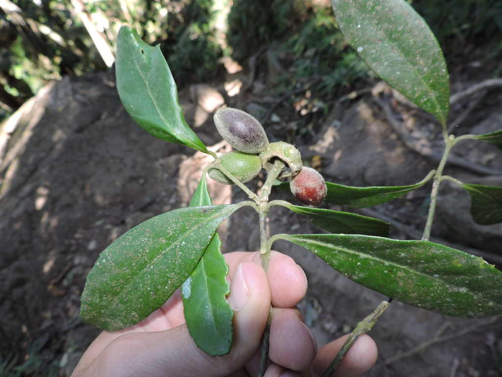 Mollinedia uleana (Mollinedia uleana)