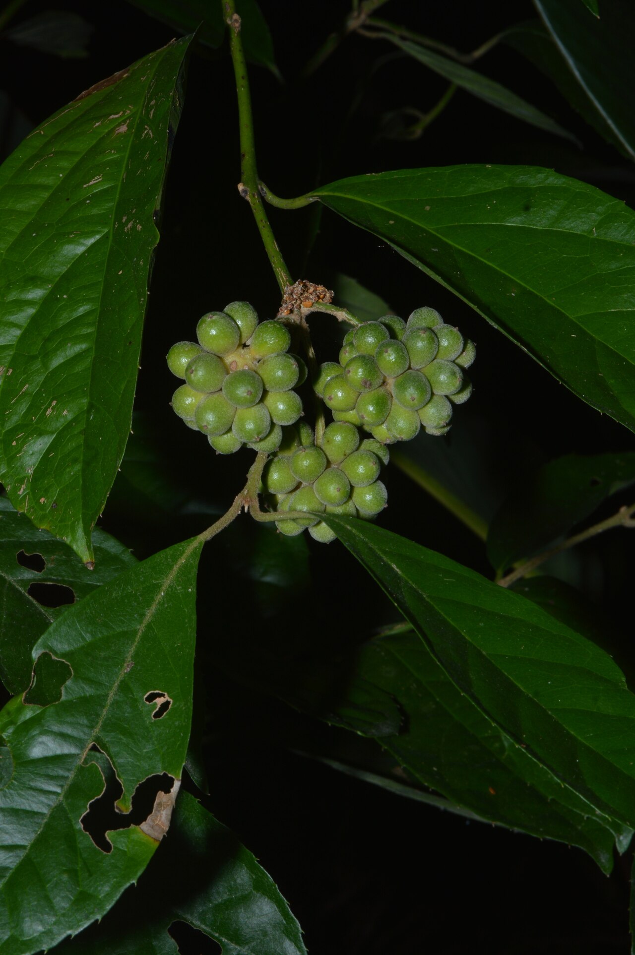 Mollinedia umbellata: Mollinedia schottiana, Santa Catarina, BR, 2026-04-24 (iNaturalist).